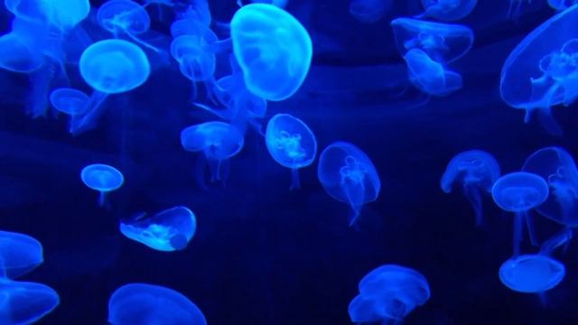 Здоровые сосуды?|бесподобные сны?|поющие чаши?|проблемы со сном|incomparable Dreams