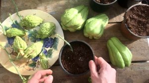 Выращивание чайота. Посадка чайота.