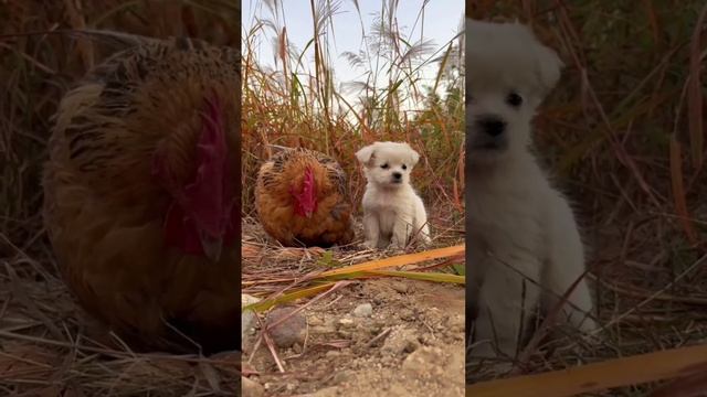 Щенок и новая мама смотреть онлайн