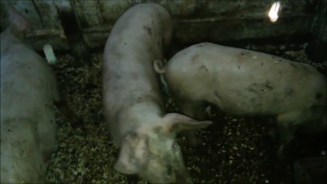 10 АВГУСТА 2018