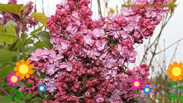 Сирень обыкновенная Принц Волконский. Краткий обзор, описание syringa vulgaris Printc Volkonskii смотреть онлайн