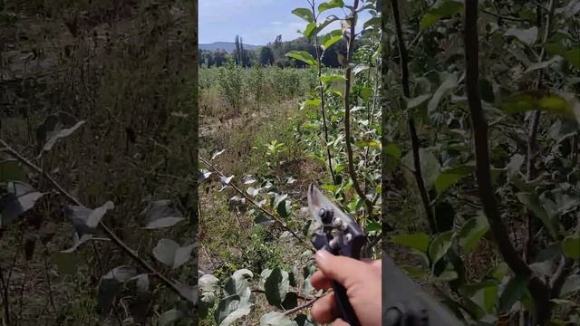 Груша Вильямс летний, Кандиль Синап, Чемпион, Фуджи Ки-ку смотреть онлайн