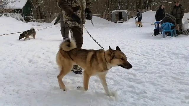 Орловская 17 зимняя выставка, ринг западники кобели ср. группа смотреть онлайн