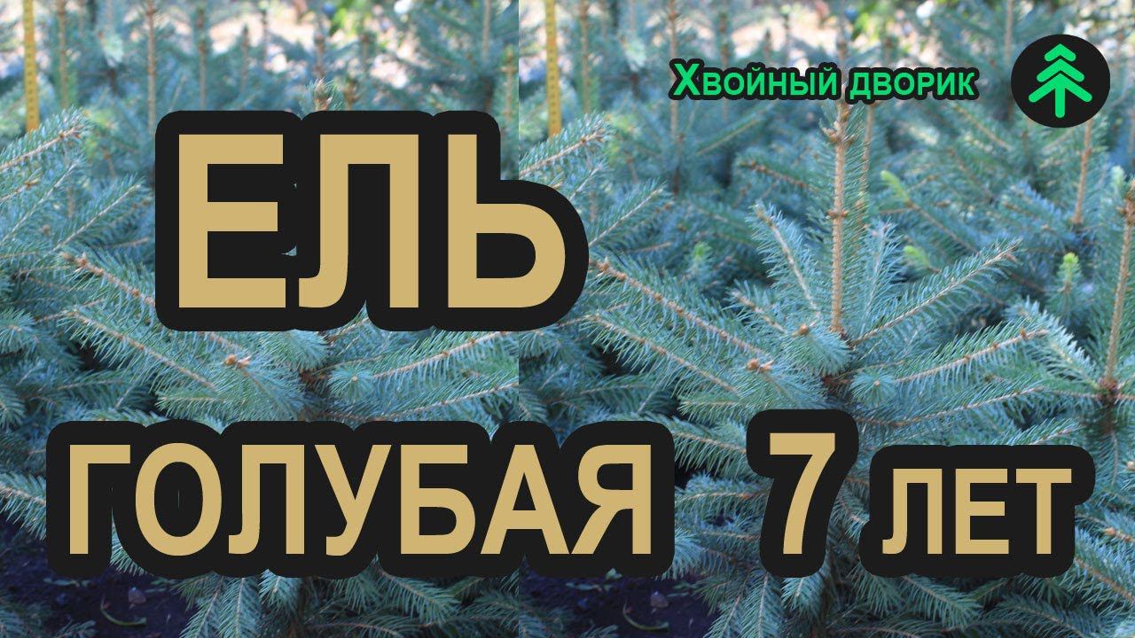 Ель голубая Глаука (семилетка). Саженцы хвойных пород в питомнике "Хвойный дворик" - осень 2019 смотреть онлайн