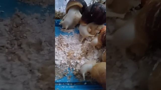 Ахатина фулика и белый порошочек? смотреть онлайн