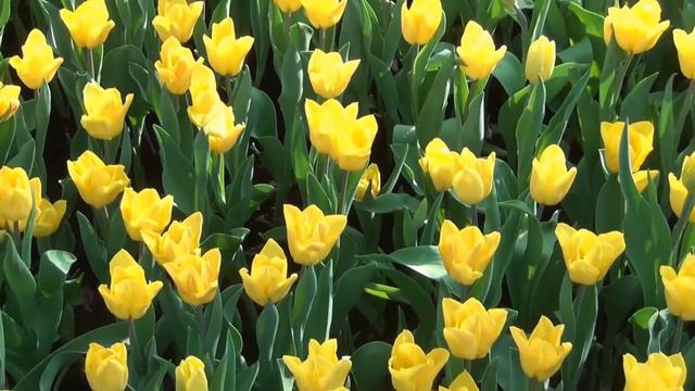 Футаж / Желтый тюльпан смотреть онлайн