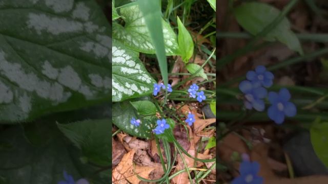 Siberian bugloss (Brunnera macrophylla) ground-cover #garden #gardening #shorts смотреть онлайн