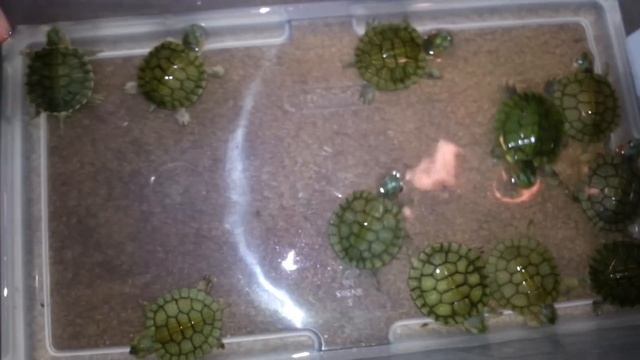 NORMAL HYPO TRANSLUCENT RED EARED SLIDERS AND A FEW GOLD PHASE смотреть онлайн