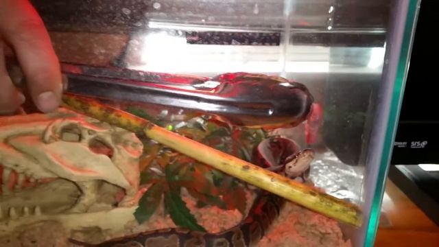 Python eating frozen pinkie смотреть онлайн