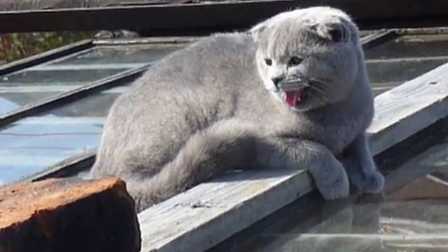 Прикольные коты. Кошка первый раз на даче. смотреть онлайн