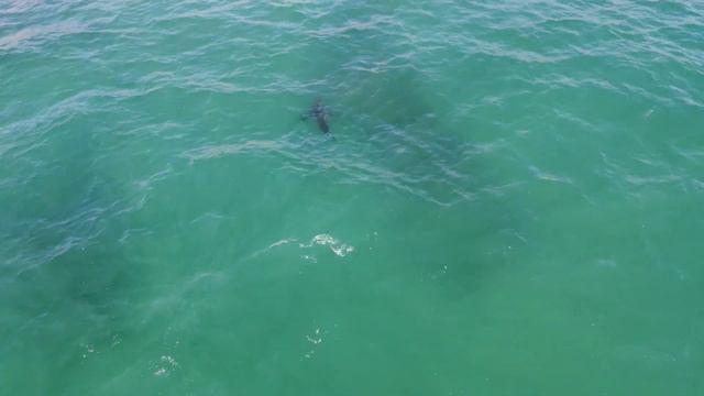 Great White Shark, California coast 04/25/21 - DJI Mini 2 footage смотреть онлайн