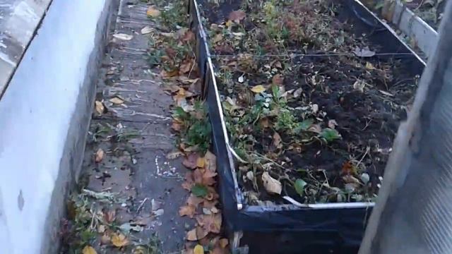 Маленький Огородик Елены Тереховой - Урожай морковки 18.10.2022 смотреть онлайн