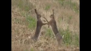 Бой зайцев - зайцы дерутся.