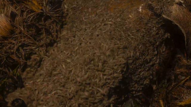 Deer Decomposition - Timelapse (4K)