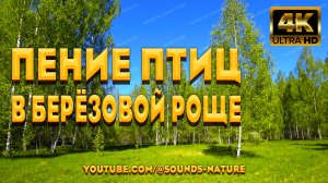 Душевное Пение Лесных Птиц В Берёзовой Роще - Погрузит Вас В Волшебный Мир Звуков Природы.