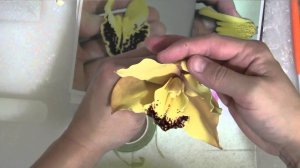Сахарная орхидея (Sugar orchid)