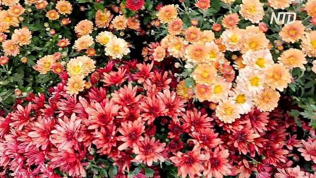 «Музичні» хризантеми продемонстрували в Києві смотреть онлайн