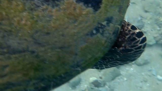 Swimming with wild turtles in the Hikkaduwa (Sri Lanka) coral reef смотреть онлайн