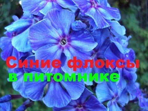Синие флоксы в питомнике смотреть онлайн
