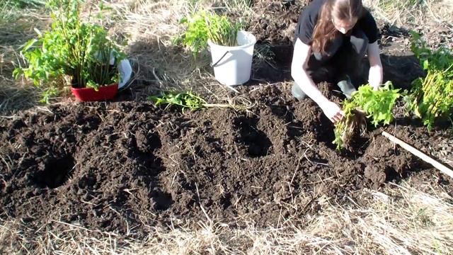 Как посадить дерево? Выращивание бонсай в открытом грунте смотреть онлайн