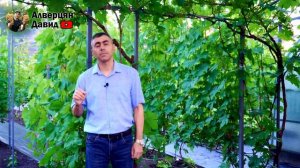 Третья профилактическая обработка винограда, после цветения в стадии гороха?