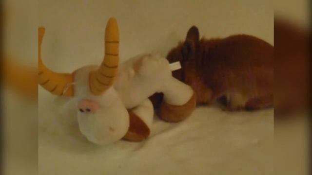 Декоративный кролик уход видео фото