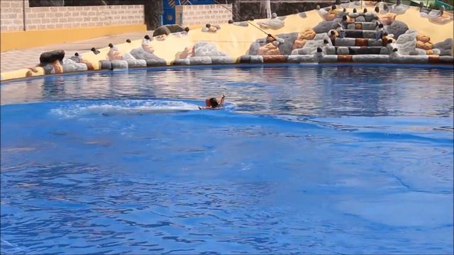 Tenerife, Canarias. Канары и дельфины. Лучшее в жизни, без комментариев. Тенерифе, Канарские остров смотреть онлайн