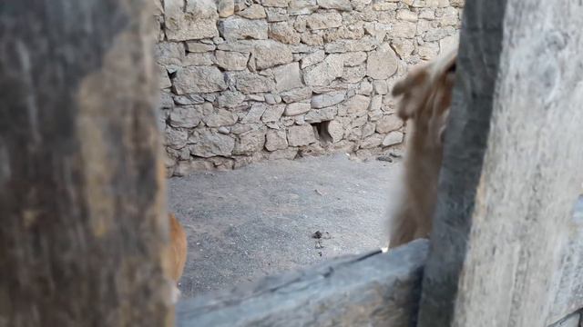 НАСТОЯЩАЯ ЕДА ВОЛКОДАВА!!! смотреть онлайн