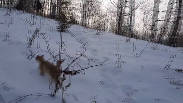 Поход по окрестностям с котом! Встреча кота с собаками!