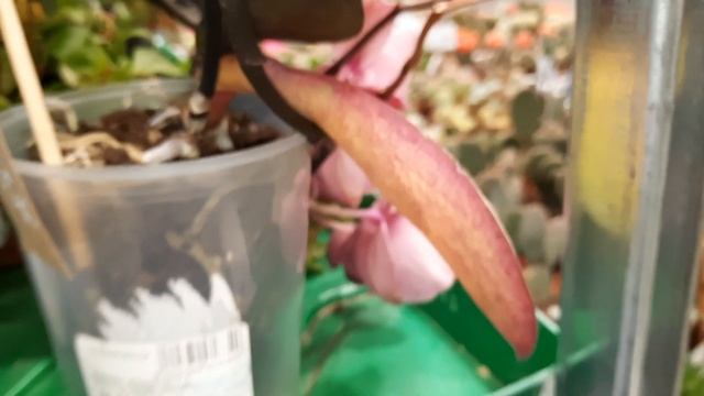 БАУЦЕНТР.УЦЕНКИ ОРХИДЕЙ./23.01.23/ смотреть онлайн