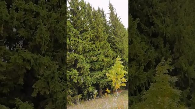 По грибы (осень 2021) смотреть онлайн