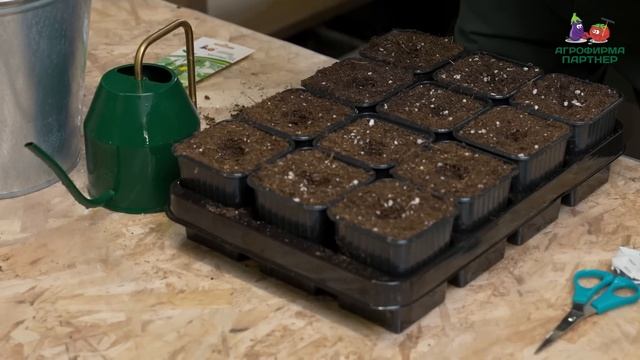 Сеем огурцы для раннего урожая | #семена #огород #огурцы смотреть онлайн