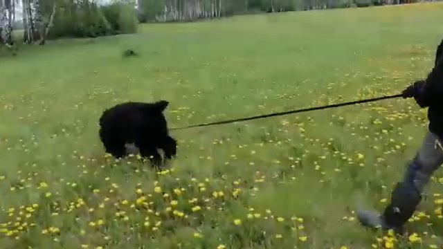 Русский черный терьер следовая работа смотреть онлайн