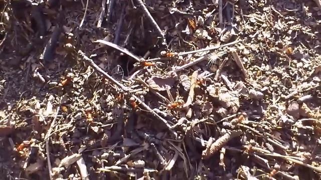 Жук в муравейнике смотреть онлайн