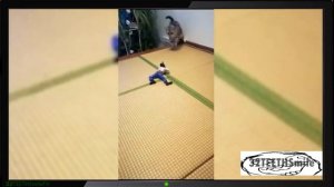 Испуги котов ? Смешные коты Приколы с котами Ржака