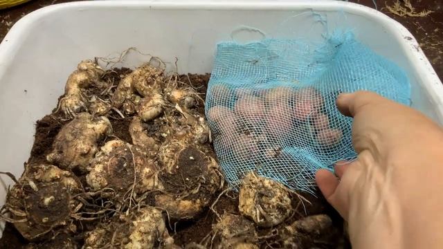 Выращивание Картофеля Из Семян 403 Дня Полный Цикл смотреть онлайн