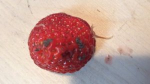 Червячки (кивсяки) на ягоде Виктория (на клубнике). Это не глисты!