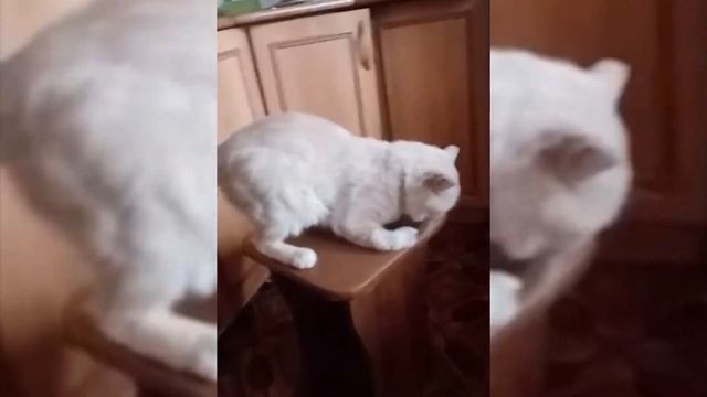 Благодарность за помощь коту Батону смотреть онлайн