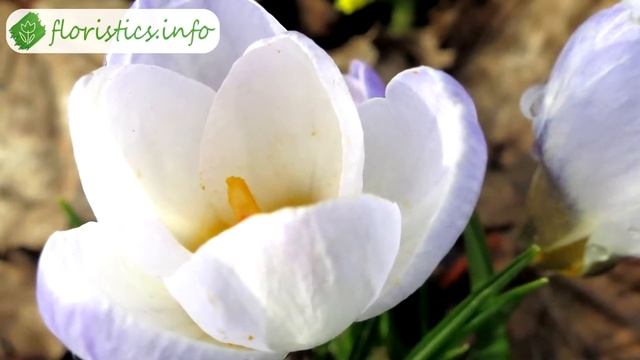 ? Крокусы после цветения: выкапывание и хранение крокусов