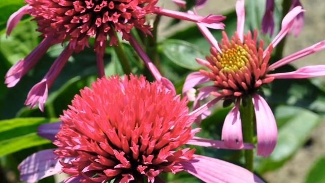 ЭХИНАЦЕЯ - РАЗНОЦВЕТНЫЕ "РОМАШКИ" В САДУ. смотреть онлайн