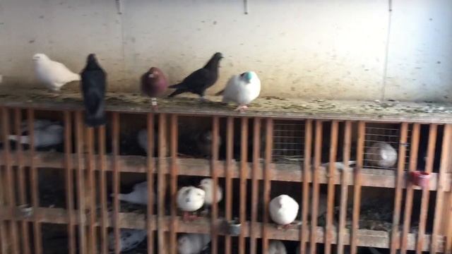 #Pigeons.И за чего голуби зимой линяют. смотреть онлайн