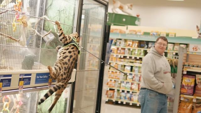 F1 Savannah - The Rarest Cat In The World (4K) смотреть онлайн
