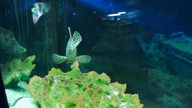 групер леопардовый leopard grouper смотреть онлайн