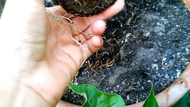 Батат | сладкая картошка | Как посадить батат?! смотреть онлайн