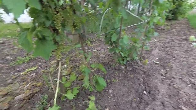 смородина деревом