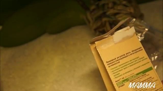 СУХИЕ, ВЯЛЫЕ КОРНИ ОРХИДЕЙ. РЕАНИМАЦИЯ / ORCHID. DRY ROOTS смотреть онлайн