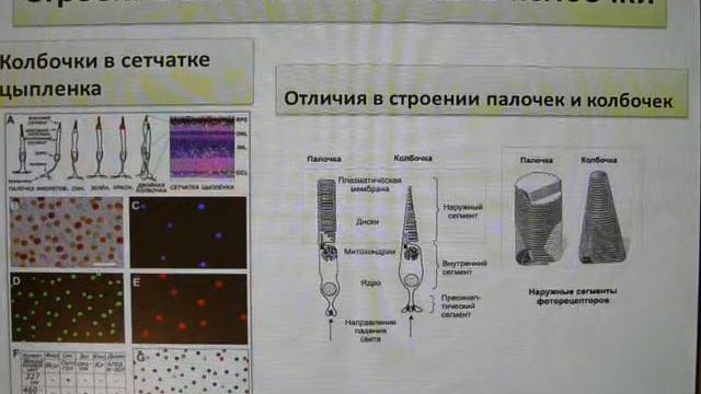 Цветовое зрение птиц. Интересные факты о дневных птицах смотреть онлайн