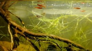 Самая яркая маленькая аквариумная рыбка - Расбора Бригитта