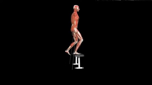 Зашагивания на скамью с тросами по бокам Step Ups Cable смотреть онлайн