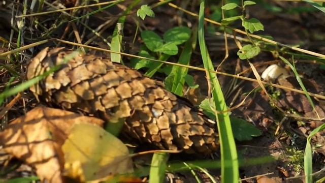 Елена Пятницкая - «Синеглазая вологжаночка» смотреть онлайн